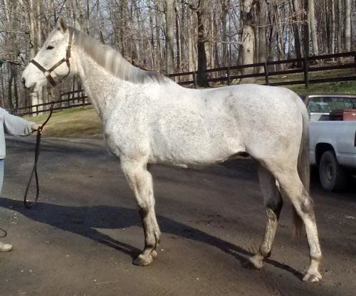 This handsome 10 year old, 16.3 TB gleding has been through a lot and deserves a loving forever home.   Dorian (Whatdidisay) raced in WV and VA and was at some point abandoned after retirement. When he came to MHF he was underweight, had slipperfoot from lack of hoofcare, achy and depressed. We have gotten his weight back up, a sheen to his coat, and some of the training he needs.  Dorian has a lot of potential, but needs a patient, knowledgeable, confident rider/handler. He is easy to catch and stands in crossties. He is still learning good ground manners as far as standing for farrier/grooming/bathing.   Dorian can also be cold-backed, and does better when longed for a few minutes prior to riding. He is still fairly green, and needs time, patience and consistency, but shows promise in being very responsive to aids. He has been ridden in the ring and on a trail ride, and we have plans of introducing him to foxhunting scene to see how he does.  For further information please contact foster: Tara 703-853-5899 Musicequestrian@aol.com 