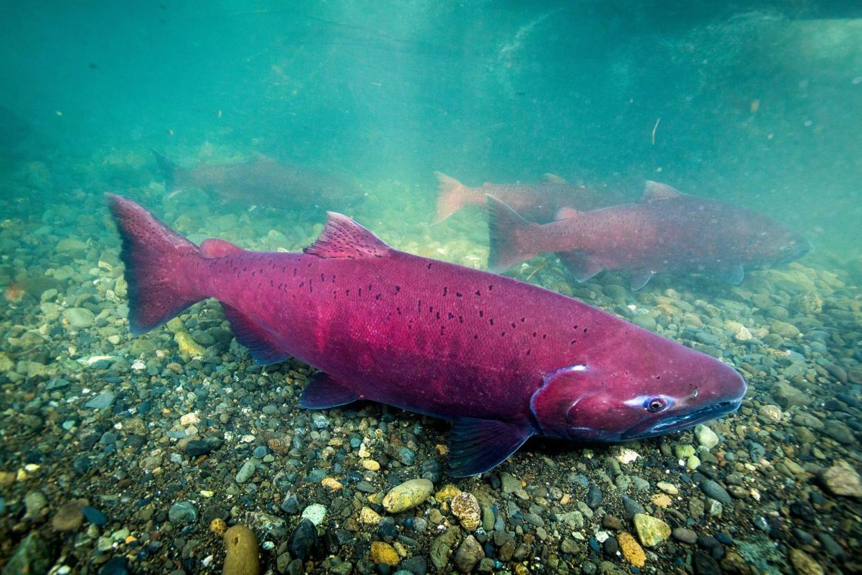 Two populations of chinook salmon are listed as endangered and seven are listed as threatened under U.S. Endangered Species Act.