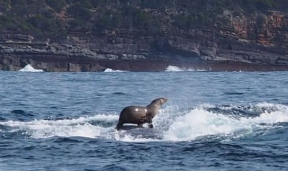 Seal takes a ride on a whale's back