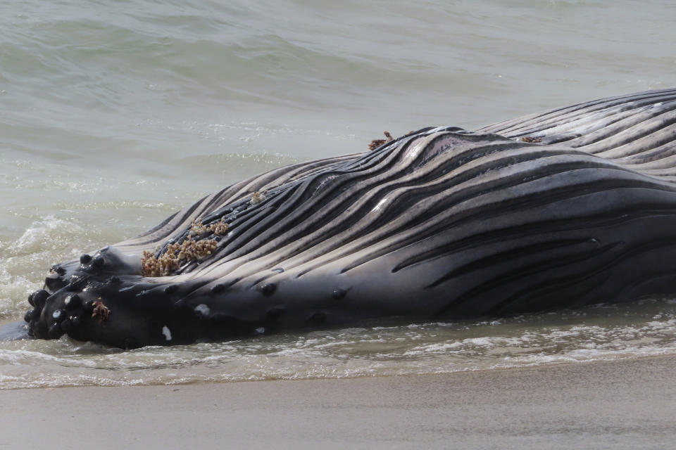 A dead humpback whale rolls in the surf in Long Beach Township on New Jersey's Long Beach Island on Thursday, April 11, 2024. On Friday, a marine animal rescue group that examined the animal said it sustained numerous blunt force injuries including a fractured skull. (AP Photo/Wayne Parry)