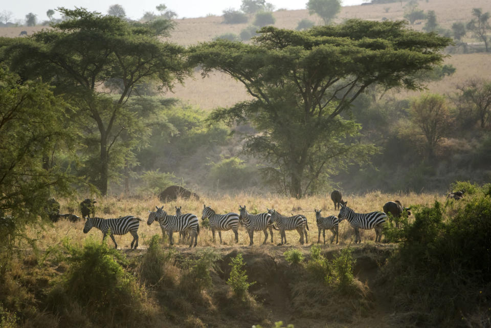 Zebras in the wild