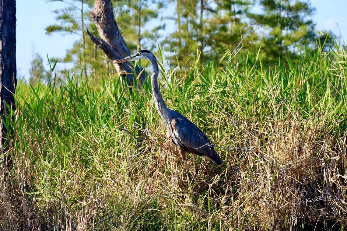 A great blue heron stands sentinel along the shore of the upper portion of Wimbee Creek.