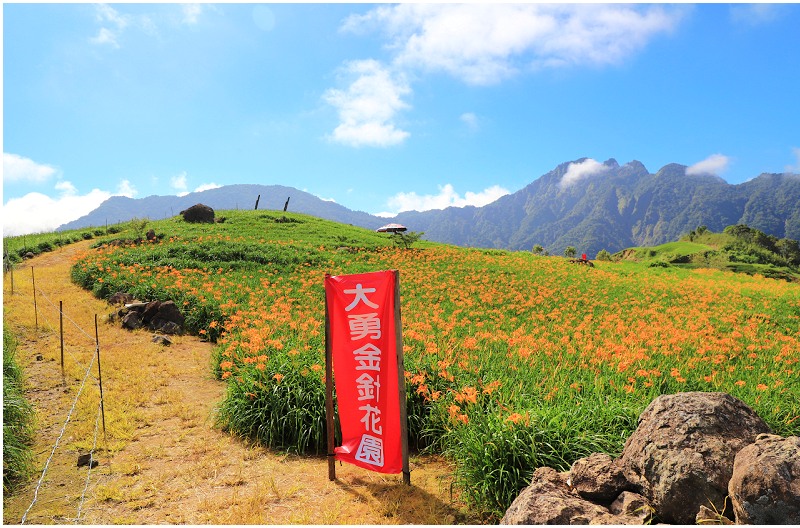 2023花蓮六十石山金針花季