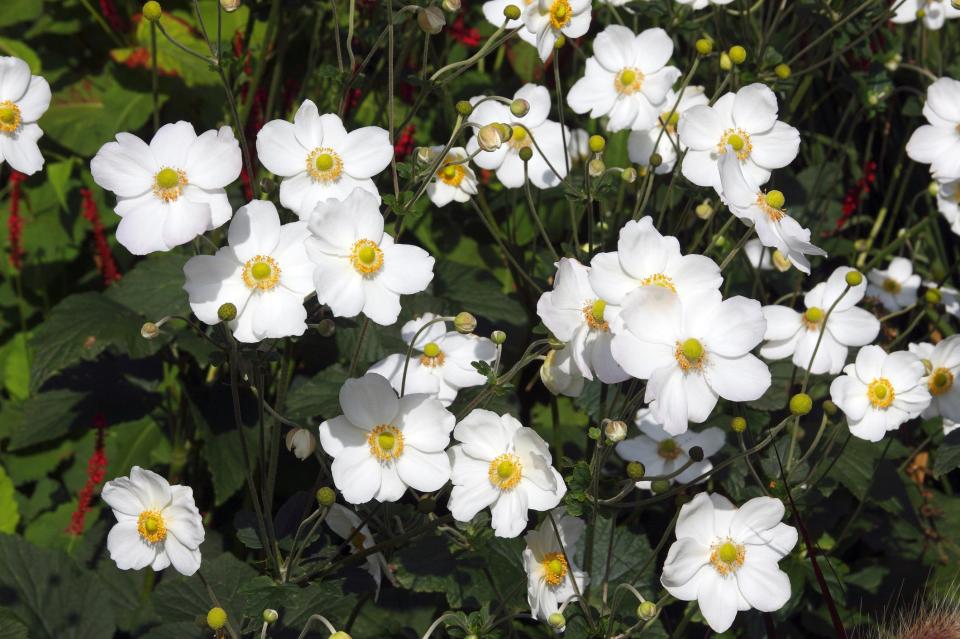 Japanese Anemone