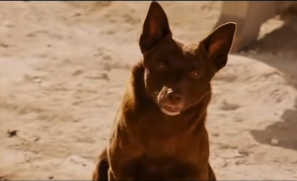 red dog trailer