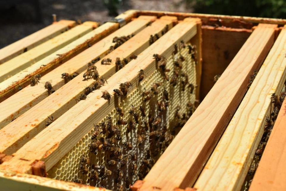 Bees fill one of the Reid family’s beehives at their home in Matthews on July 26, 2021.