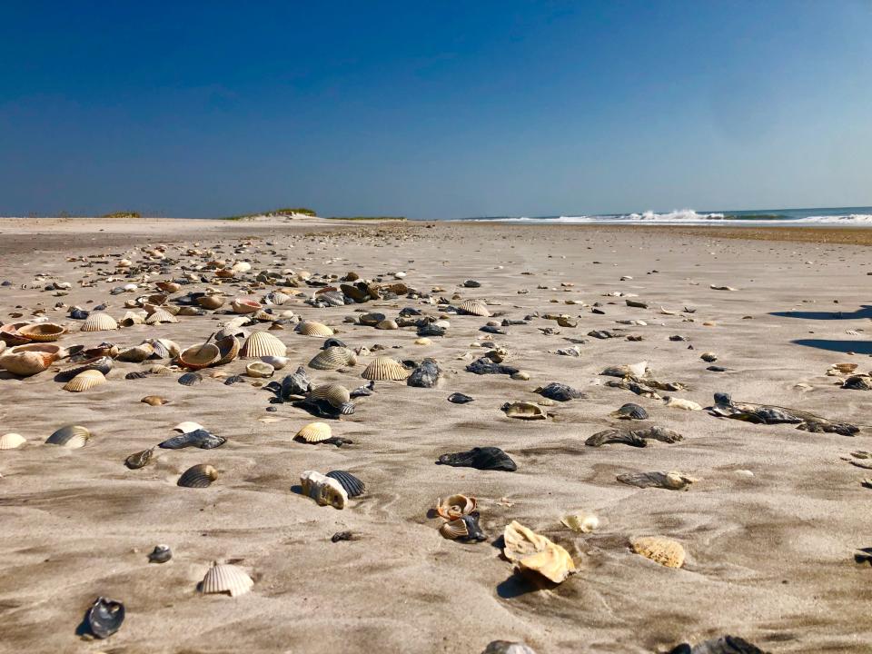 Shells cover Lea-Hutaff Island after Hurricane Florence in 2018.