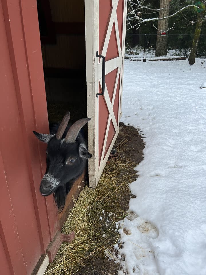 Pygmy goat Peeve in Redmond.