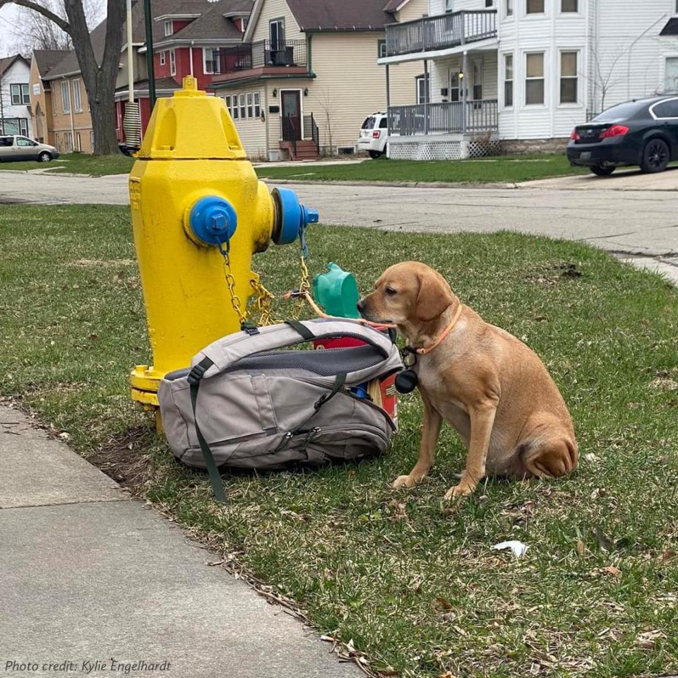 圖片截取自 WISCONSIN HUMANE SOCIETY