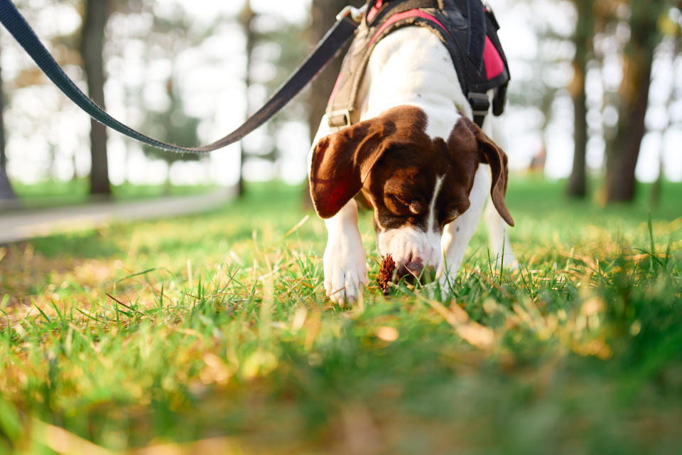 Nasenarbeit macht Hunden Spaß und fördert ihre Entwicklung. Bei einer Rasse wie dem Beagle, mit sehr starkem Jagdtrieb, kann dies ohne Schleppleine allerdings auch schnell heißen: Ich bin dann mal weg! (Bild: Getty Images)