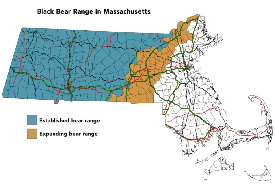 A map shows the approximate range of the state's black bear population, with communities in Middlesex County, including Westford, seeing an increase in numbers.