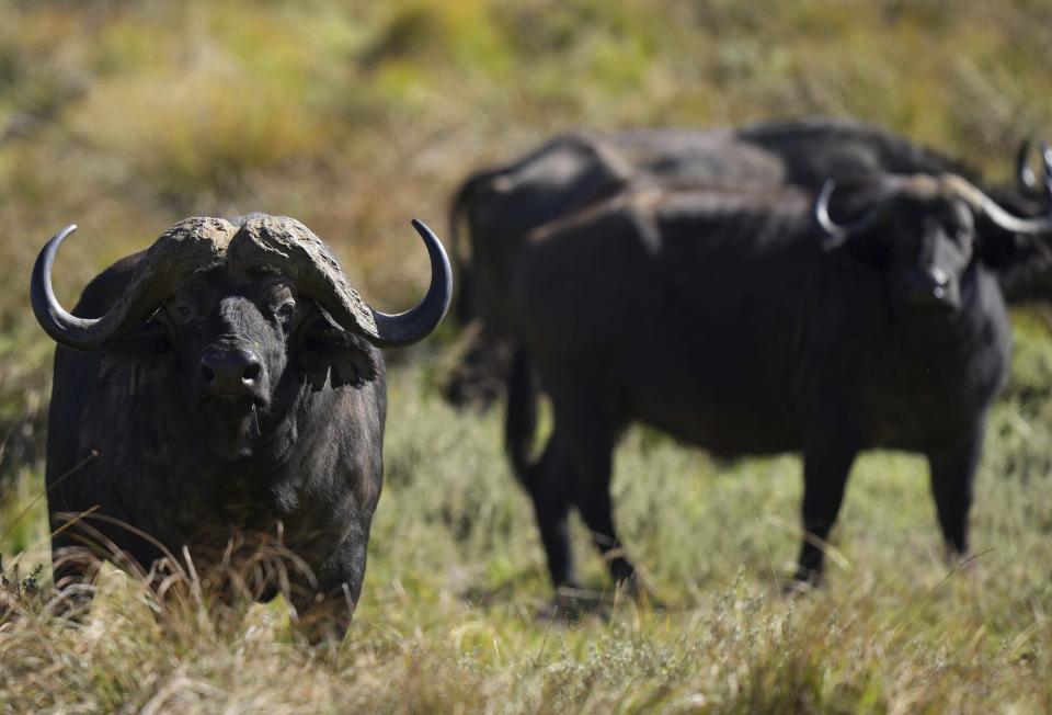 Buffaloes graze at the Aberdare National Park, in Nyeri, Kenya, Jan. 25, 2024. The Kenyan government wants to build a tarmac road to connect two counties through the Aberdare Range and scientists and conservationists say the project would have an irreversible impact on the ecosystem. (AP Photo/Brian Inganga)