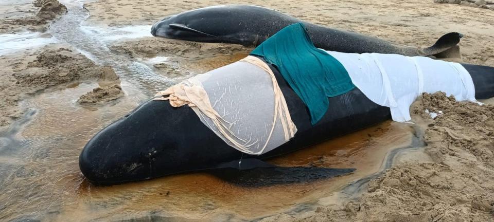 The living whales were covered in blankets to keep them wet (Mairi Robertson Carrey/via REUTERS)