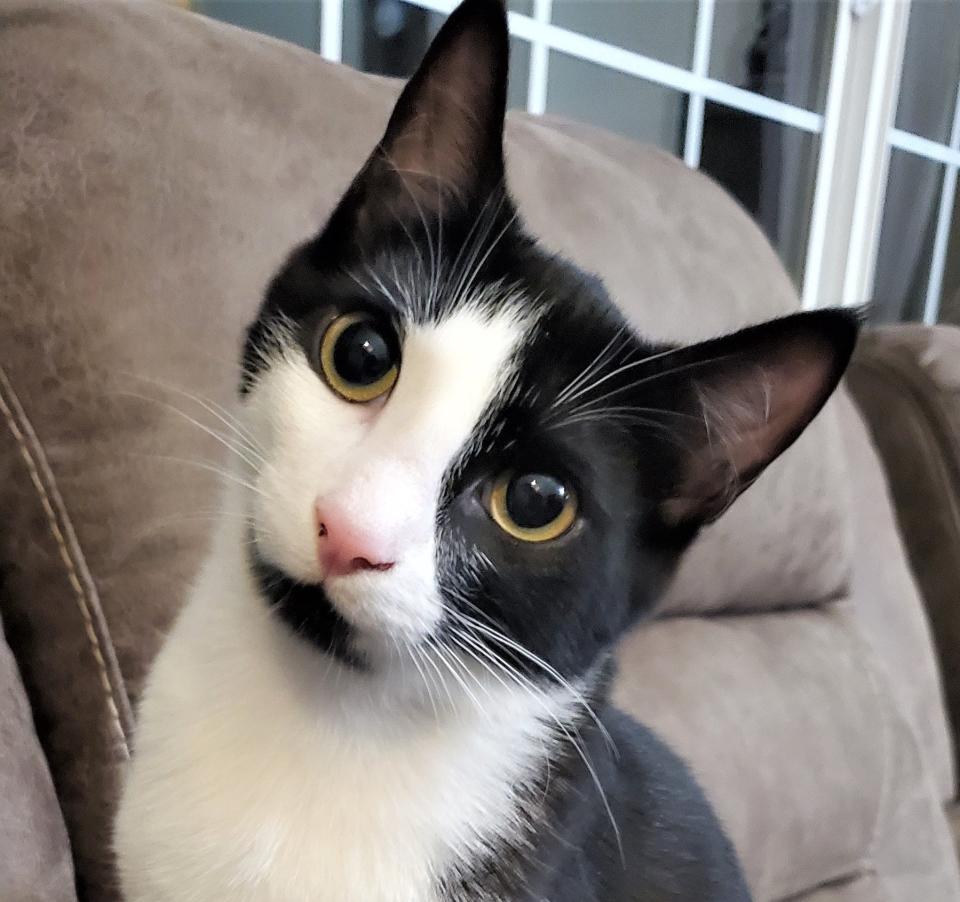 Ferb is a 2-year-old tuxedo cat at Cat Rescue and Adoption Network.