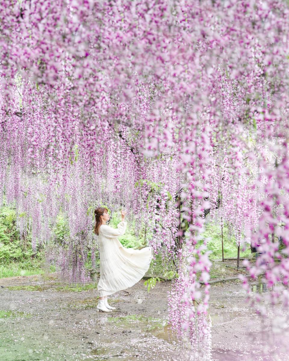 日本旅遊｜5大紫藤名所推介！足利花卉公園/白毫寺/世羅藤園/河內藤園紫藤園｜附祭典+點燈日期