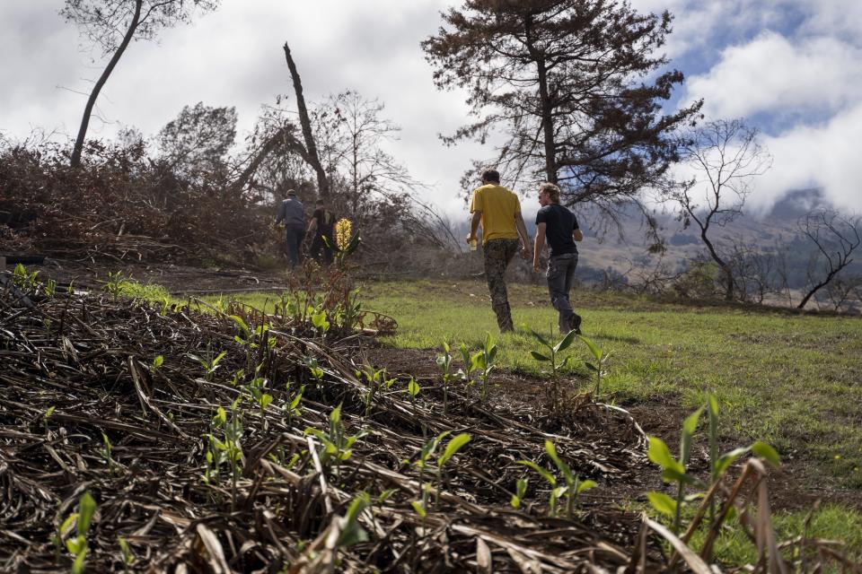 Kyle Ellison, second from the right, walks a group of volunteers to a burned property where they will clean up branches and trees on Wednesday, Sept. 27, 2023, in Kula, Hawaii. As high winds whipped burning trees and grass, Ellison and his landlord struggled with plummeting water pressure. Ellison had to wait for pots to slowly fill in the sink before running them to the fire; his landlord wielded a garden hose with little more than a trickle. (AP Photo/Mengshin Lin)