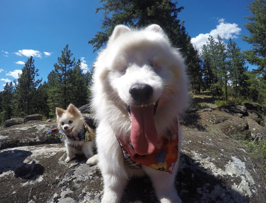 Hoshi es un perro de raza Esquimal Americano, mientras que Zen es un pequeño Pomerania. Sus dueños son Paulina Pérez y su novio, originarios de Washington (Estados Unidos).