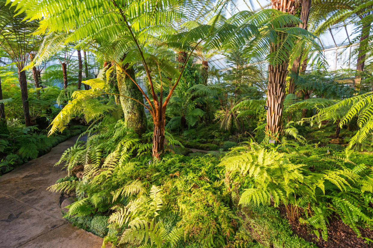 Edinburgh, Scotland, UK - 12th December 2014: Interior view of the Glass House in the Royal Botanic Gardens in Edinburgh, Scotland, UK. The Royal Botanic Garden Edinburgh is a scientific centre for the study of plants, as well as a popular tourist attraction.