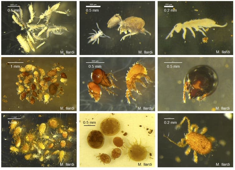 Composite image of tiny insects and other fauna – shown in yellow – on dark backgrounds.