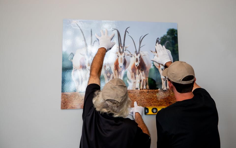 Richard Oppman (left) and Adam Farnham work together to hang an image that will be part of the Savanna Gallery at the Phoenix Zoo in Phoenix on Oct. 6, 2023.