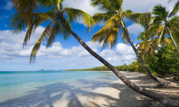 Palm trees overhang the beach at Grand Anse des Salines, Martinique, Windward Islands, Caribbean
