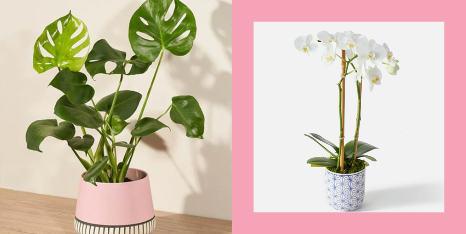 The Best Winter Indoor Plants That Literally LOVE Shady Spaces