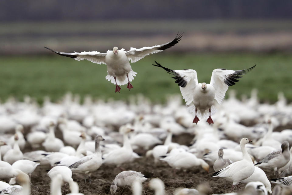 A pair of snow geese land among others on a farm field at their winter grounds near Conway, Washington, in 2019. More than 50,000 of the birds flock annually to the valley, after migrating from the Arctic tundra. (Photo: ASSOCIATED PRESS)