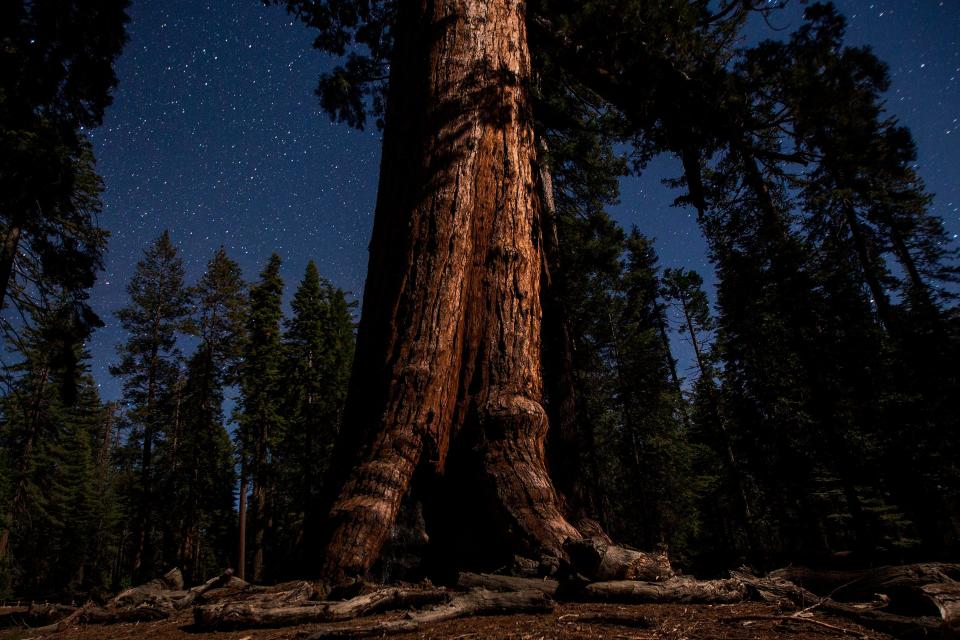 The Grizzly Giant sequoia tree is seen under a starry sky in the Mariposa Grove of Giant Sequoias on May 21, 2018 in Yosemite National Park, California.