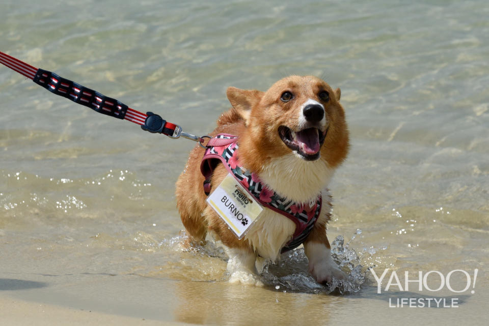 Corgi Gathering at Tanjong Beach