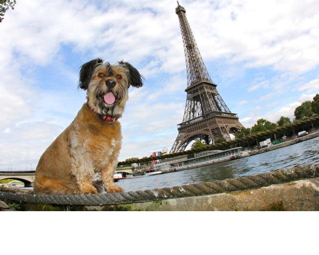 Oscar the Globetrotting Dog Comes to Times Square