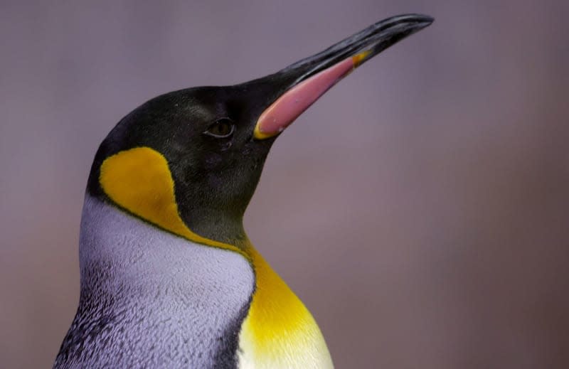 An emperor penguin can be seen in its enclosure at Hellabrunn Zoo. Marie Reichenbach/dpa