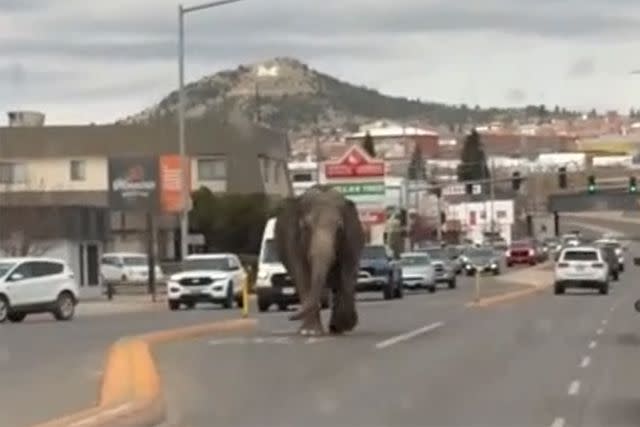 <p>Brittany McGinnis via Storyful</p> Elephant stops traffic in Butte, Montana