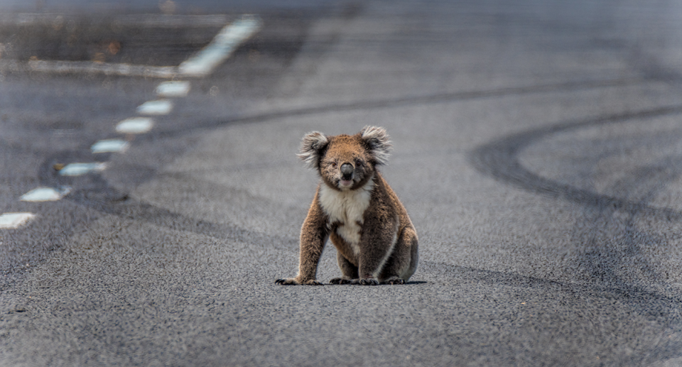 The destruction of 25,000 hectares of koala habitat has been approved by the Commonwealth over the last decade. Source: Getty - File Image