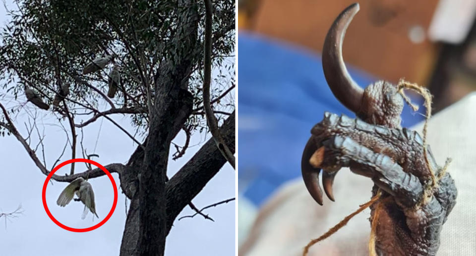 Left, a cockatoo can be seen hanging upside down on a tree after a piece of string it got stuck in tangled into a tree branch. Right, a magpie's claw can be seen tangled in a piece of string. 