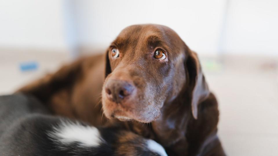 Dog with Whale eye