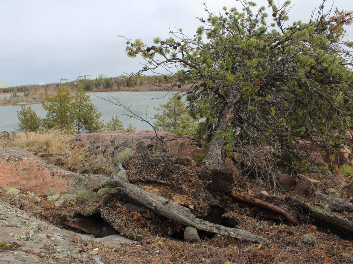 A tree uprooted by strong winds behind the hospital in Yellowknife on Sunday.  (Liny Lamberink/CBC - image credit)