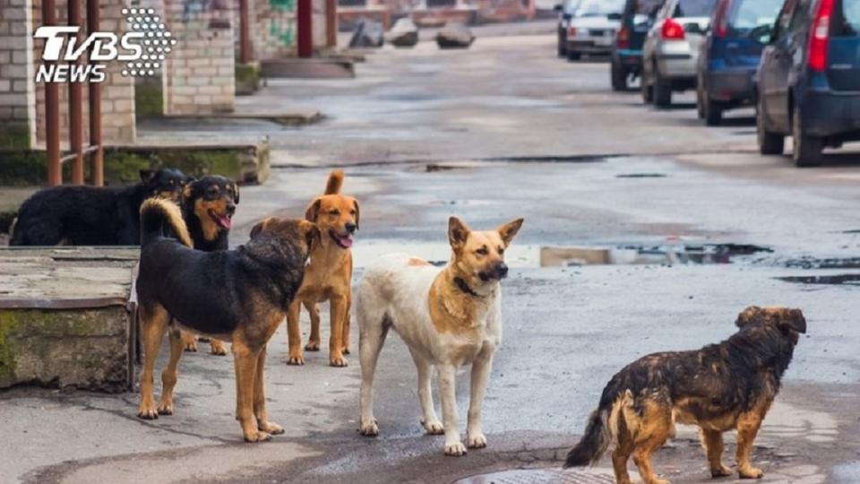 在醫院流連的狗兒無預警闖入醫院啃食屍體。（示意圖／shutterstock 達志影像）