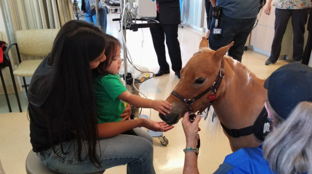 A mini-horse named Hope visits children at the Kaiser Permanente Medical Center in Roseville, Calif. (Photo: Marlei MartinezVerified account via Twitter)