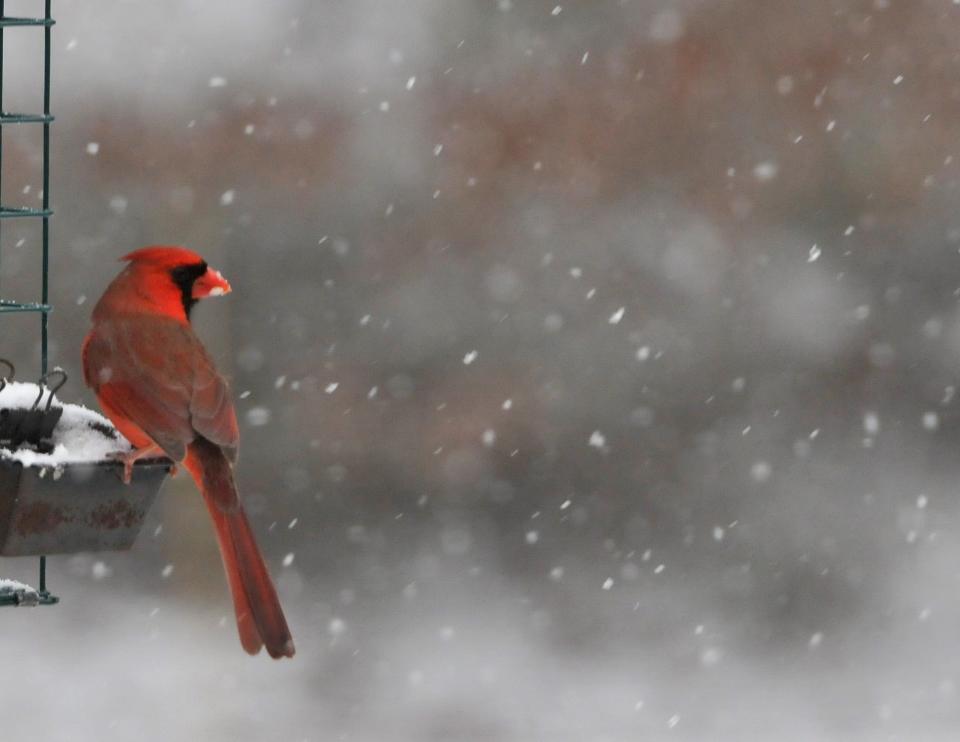 A cardinal looks out from a bird feeder in Barnstable as a storm approaches in 2015.