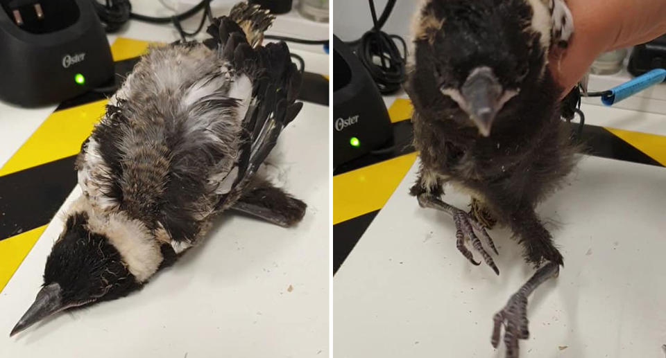 Baby magpie shown with broken limbs as vet requests the public not to kidnap birds.