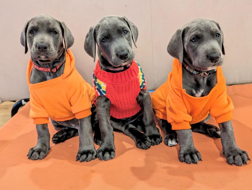 Some of the 15 puppies delivered in October by Meadow, a 2½-year-old Great Dane, which had been rescued by Perfectly Imperfect Pups, a foster-based rescue service in Raleigh, North Carolina.