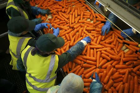 Workers sort carrots at Poskitts farm in Goole, Britain May 23, 2016. REUTERS/Andrew Yates