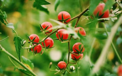 cherry tomatoes