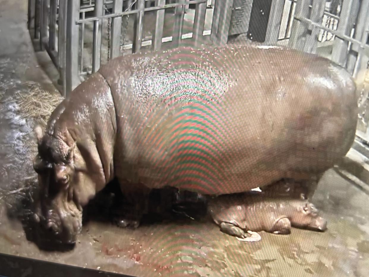 Bibi, a hippopotamus at the Cincinnati Zoo and Botanical Garden, gave birth on August 3. (Photo: Cincinnati Zoo and Botanical Garden)