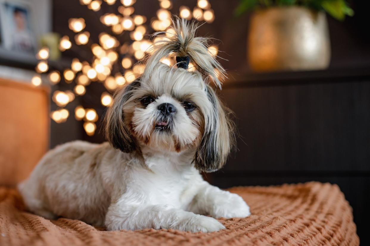 White and brown shih tzu with a pony tail