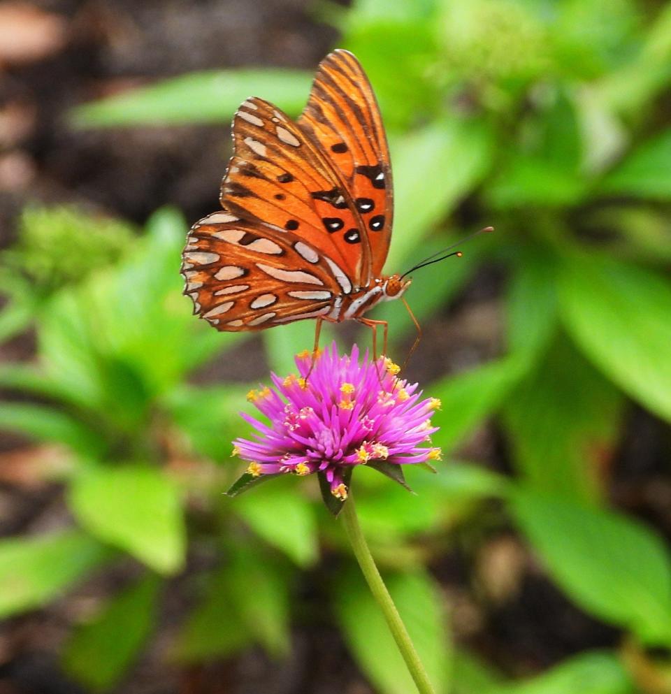 A butterfly enjoying a flower. Taken with a Nikon Coolpix P1000.