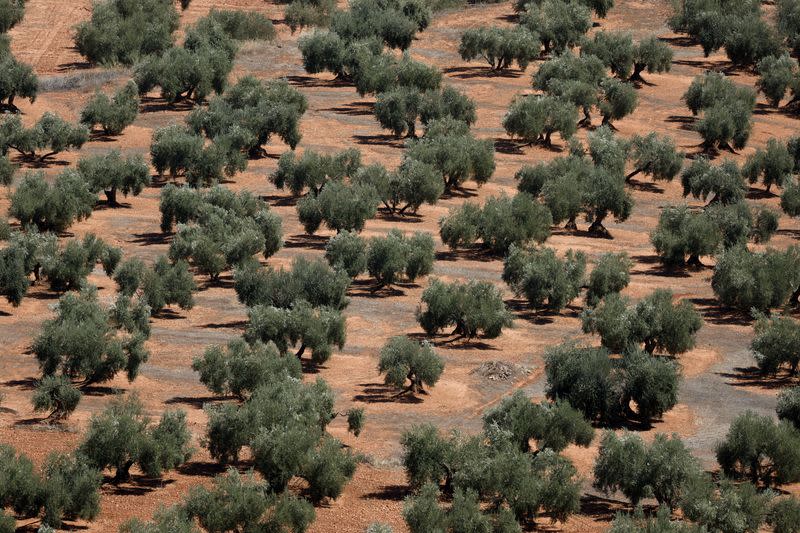 Olivos en Chiclana de Segura, cerca de Jaén