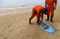 Local fishermen working for a company contracted by Samarco mine operator, work on clearing dead fish found on the beach of Povoacao Village, near the mouth of Rio Doce (Doce River), which was flooded with mud after a dam owned by Vale SA and BHP Billiton Ltd burst, at an area where the river joins the sea on the coast of Espirito Santo, Brazil, November 23, 2015. REUTERS/Ricardo Moraes