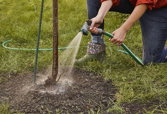 Blaine Moats Watering around a newly planted tree helps settle the soil around it so it makes good contact with the roots.