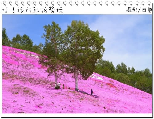 東藻琴芝櫻公園怒放超級滿開 撲天蓋地席捲而來的粉紅浪漫櫻花雪 一生一定要來朝聖一次的日本秘境